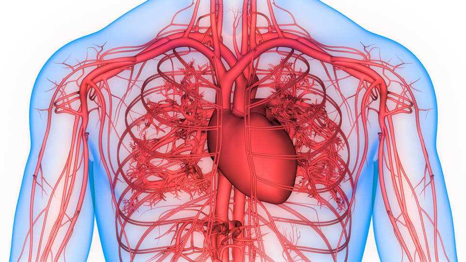 ljudski kardiovaskularni sistem, ilustracija