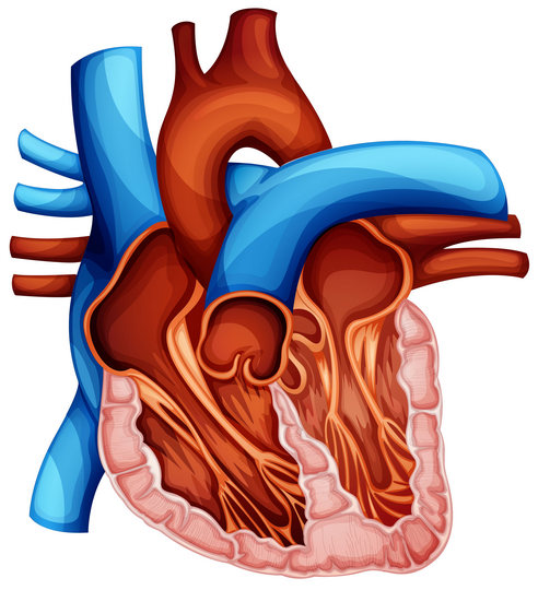Anatomski prikaz preseka ljudskog srca, ilustracija