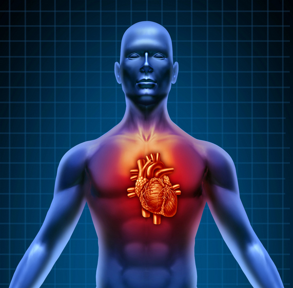 ljudski torzo sa crvenim srcem 3D anatomski prikaz