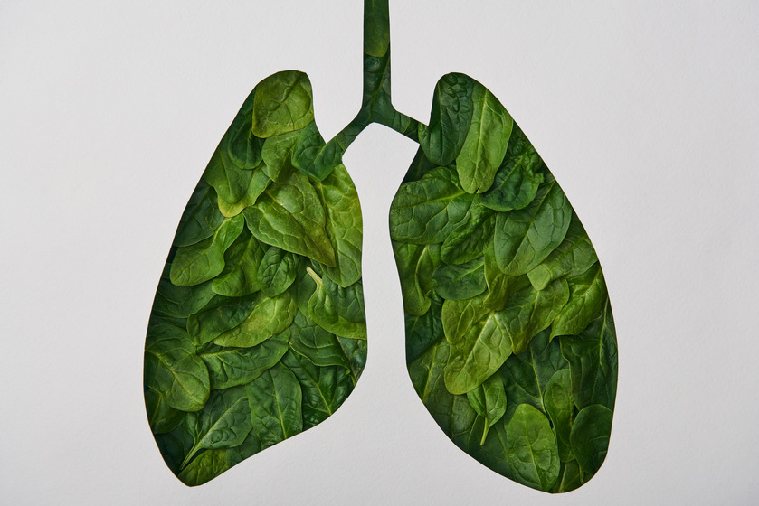 model ljudskih pluća u zelenom lišću