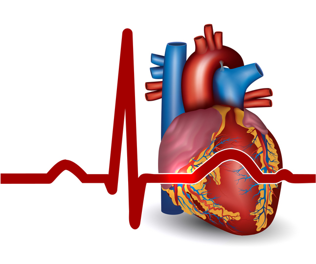 Sinusni ritam ljudskog srca normalan, zapis elektrokardiograma i anatomski prikaz srca pored na beloj pozadini