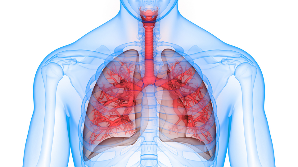 Pluća - anatomija ljudskog respiratornog sistema 3D prikaz