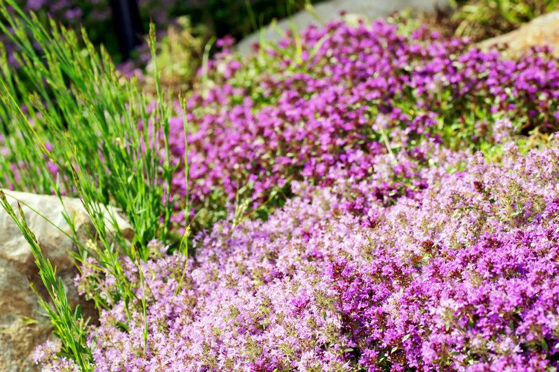 Timijan (Thymus vulgaris) ljubičasti cvet