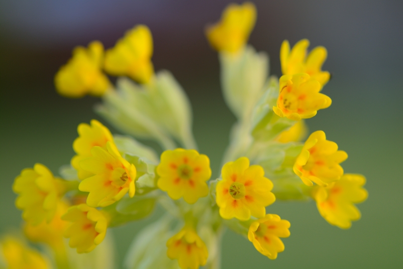 Jagorčevina (primula veris) u cvatu izbliza