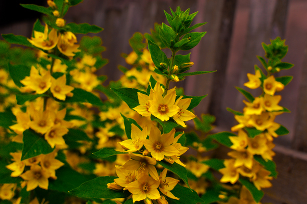 Lincura - Gentiana lutea žuti cvet i lišće