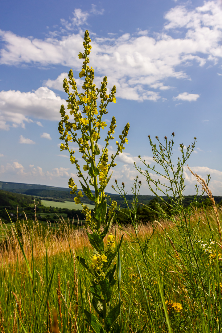 Verbascum densiflorum je dobro poznata divizma sa gustim cvetovima