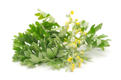 Pelen - Artemisia absinthium