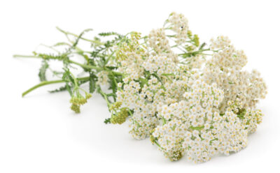 Hajdučka trava (Achillea millefolium) 