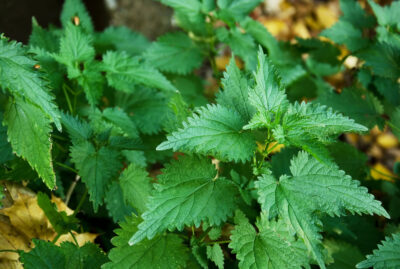 Kopriva (Urtica dioica)