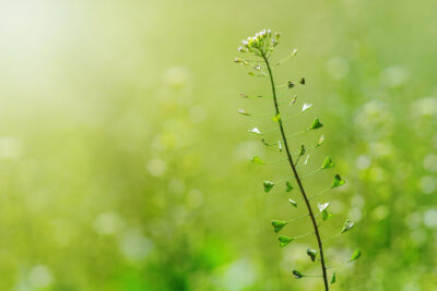 Rusomača (Capsella bursa pastoris)