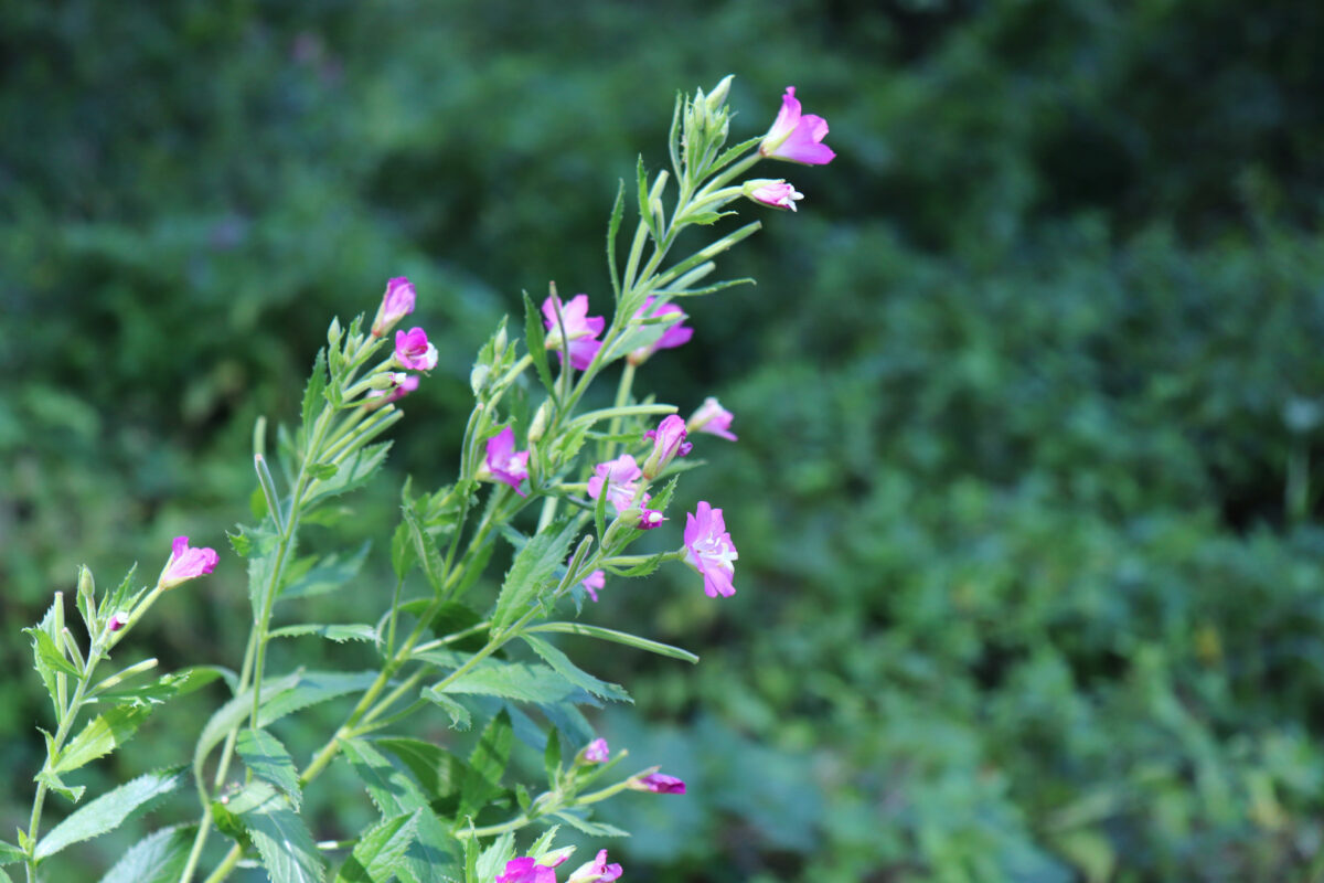 Vrbovica (Epilobium parviflorum) – Najbolji prirodni lek za prostatu