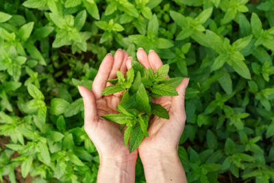 Nana (Mentha pipperita) listovi u ženskim rukama