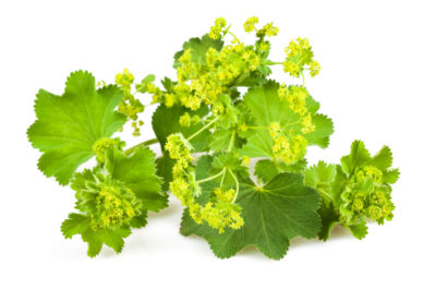 Virak (Alchemilla vulgaris)