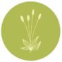 Bokvica - Plantago lanceolata